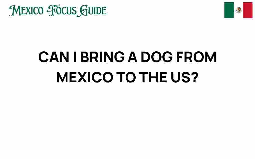 can-i-bring-a-dog-from-mexico-to-the-us