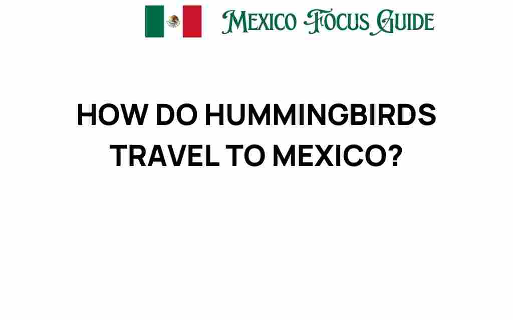 how-do-hummingbirds-travel-to-mexico