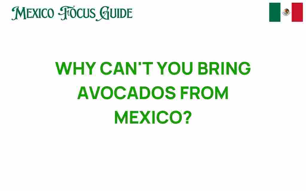 why-cant-you-bring-avocados-from-mexico